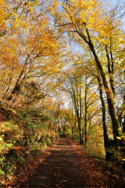 Kilminorth Woods in autumn at Looe in Cornwall Picture Board by Rosie Spooner