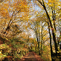 Buy canvas prints of Kilminorth Woods in autumn at Looe in Cornwall by Rosie Spooner