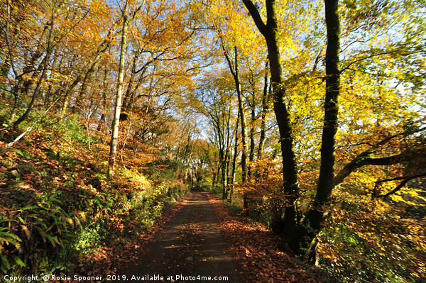 Autumn at Kilminorth Woods in Looe Cornwall Picture Board by Rosie Spooner