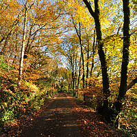 Buy canvas prints of Autumn at Kilminorth Woods in Looe Cornwall by Rosie Spooner