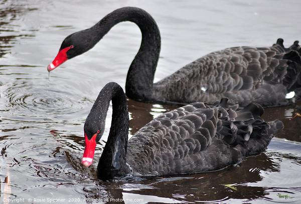 Black Swans at Dawlish Brook Picture Board by Rosie Spooner