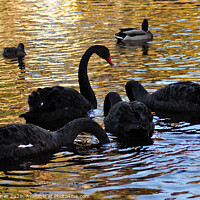 Buy canvas prints of Black Swan family at Dawlish Brook in South Devon by Rosie Spooner