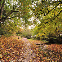 Buy canvas prints of Autumn footpath at Cockington by Rosie Spooner