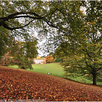 Buy canvas prints of Autumn view through the trees by Rosie Spooner
