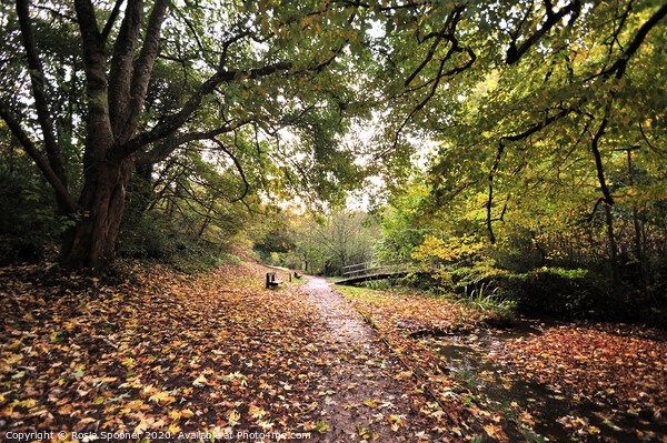 Autumn walk Cockington Picture Board by Rosie Spooner