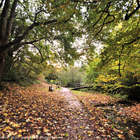 Buy canvas prints of Autumn walk Cockington by Rosie Spooner