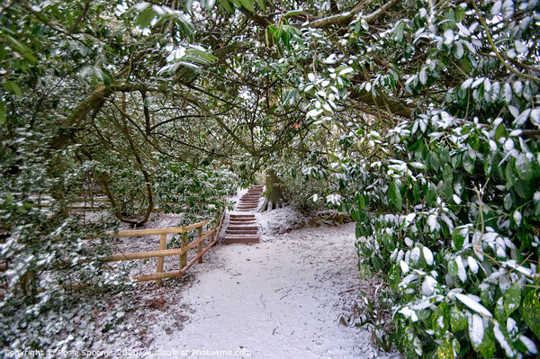 Snowy path  Picture Board by Rosie Spooner