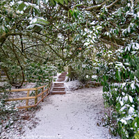 Buy canvas prints of Snowy path  by Rosie Spooner