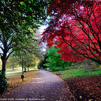 Buy canvas prints of Autumn Walk at Cockington in Torquay by Rosie Spooner