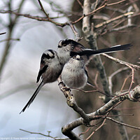Buy canvas prints of Long Tailed Tits on a Winter's Day by Rosie Spooner