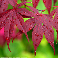 Buy canvas prints of Raindrops on Red Leaves by Rosie Spooner