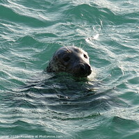 Buy canvas prints of Seal in Turquoise water by Rosie Spooner