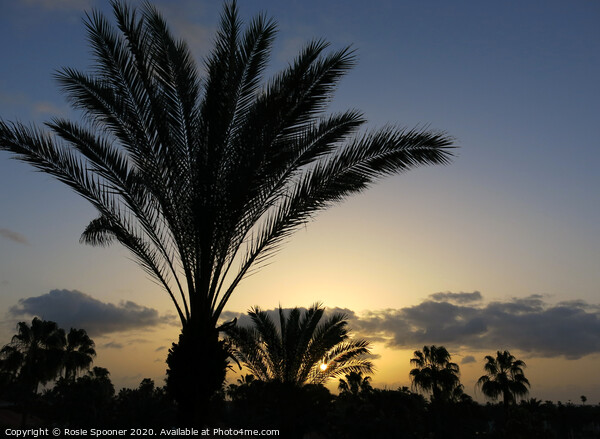 Palm Trees at Sunset Picture Board by Rosie Spooner
