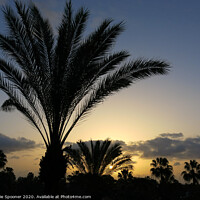 Buy canvas prints of Palm Trees at Sunset by Rosie Spooner