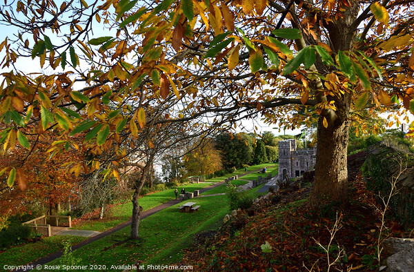Autumn at The Botanical Gardens at Shaldon Picture Board by Rosie Spooner