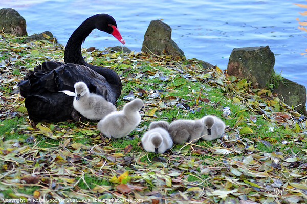 Black Swans and Cygnets at Dawlish in Devon Picture Board by Rosie Spooner