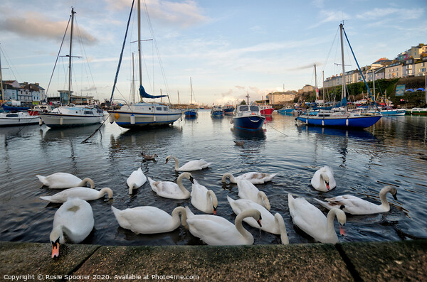 Swans gather at Brixham as the sun goes down Picture Board by Rosie Spooner