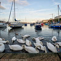 Buy canvas prints of Swans gather at Brixham as the sun goes down by Rosie Spooner
