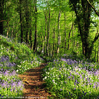 Buy canvas prints of Path into the bluebell woods near Looe in Cornwall  by Rosie Spooner