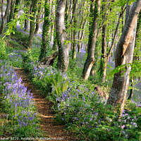 Buy canvas prints of Path into the bluebell woods in Cornwall by Rosie Spooner