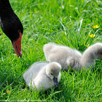 Buy canvas prints of Black Swan and two young cygnets by Rosie Spooner
