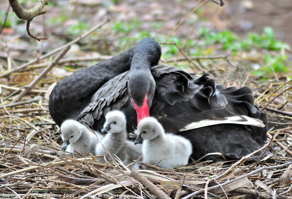 Black Swans and three day old cygnets Picture Board by Rosie Spooner