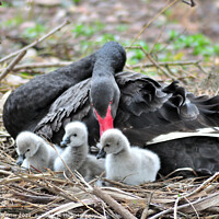 Buy canvas prints of Black Swans and three day old cygnets by Rosie Spooner