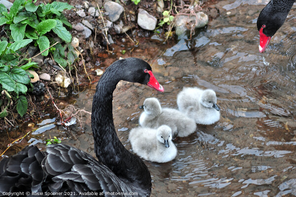 Black Swan cygnets first swim at Dawlish  Picture Board by Rosie Spooner
