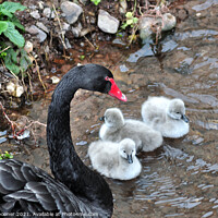 Buy canvas prints of Black Swan cygnets first swim at Dawlish  by Rosie Spooner