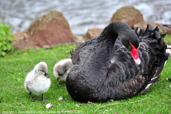 Black Swan with four day old cygnets at Dawlish Picture Board by Rosie Spooner