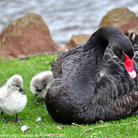 Buy canvas prints of Black Swan with four day old cygnets at Dawlish by Rosie Spooner