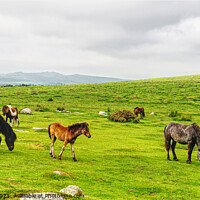 Buy canvas prints of Dartmoor Ponies by Peter F Hunt