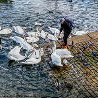 Buy canvas prints of Feeding The Brixham Swans  by Peter F Hunt