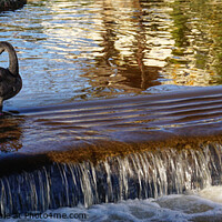 Buy canvas prints of Black Swan On The Brook Dawlish by Peter F Hunt