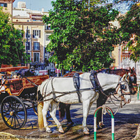 Buy canvas prints of Horse And Carriage Palma Mallorca by Peter F Hunt