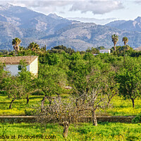 Buy canvas prints of The Countryside Of Mallorca by Peter F Hunt