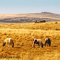 Buy canvas prints of A March Day On Dartmoor by Peter F Hunt