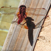 Buy canvas prints of Dragon Fly And Shadow by Peter F Hunt
