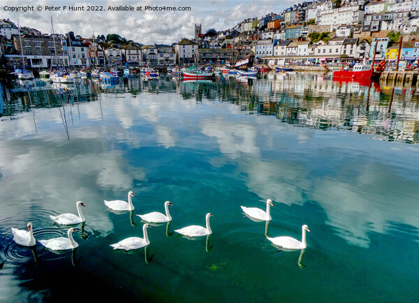 Reflections And Swans In The Harbour Picture Board by Peter F Hunt
