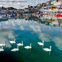 Buy canvas prints of Reflections And Swans In The Harbour by Peter F Hunt