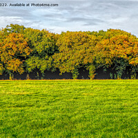 Buy canvas prints of Epsom Downs Trees by Peter F Hunt