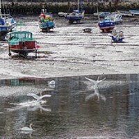 Buy canvas prints of Swans Flying Into The Harbour by Peter F Hunt
