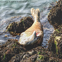 Buy canvas prints of A Grey Seal Posing On The Rocks by Peter F Hunt
