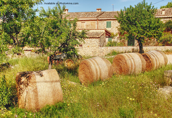 A Farm In Calvia Mallorca Picture Board by Peter F Hunt