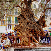 Buy canvas prints of Palma Mallorca The Old Olive Tree by Peter F Hunt