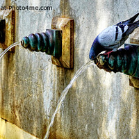Buy canvas prints of The Thirsty Pigeon by Peter F Hunt