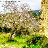 Buy canvas prints of Almond Tree Blossom Time in Mallorca Spain by Peter F Hunt