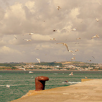 Buy canvas prints of  Seagulls Over The Breakwater by Peter F Hunt