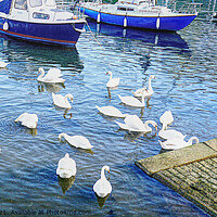 Buy canvas prints of Swans in Brixham Harbour by Peter F Hunt