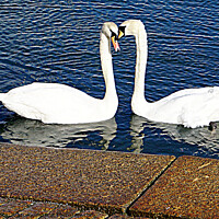 Buy canvas prints of Brixham Two Swans by Peter F Hunt